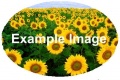 Thumbnail for version as of 10:10, 11 April 2011