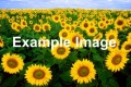 Thumbnail for version as of 10:10, 11 April 2011